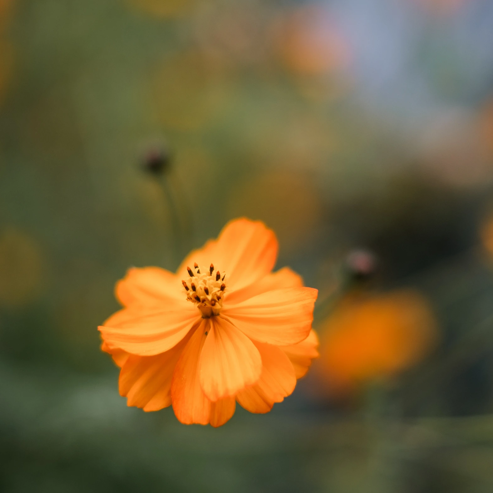 Cosmos